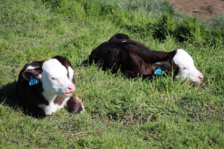 Our two bobby calves are growing and starting to eat grass. They enjoy the nice spring sun in the paddock and love to scare the alpacas.