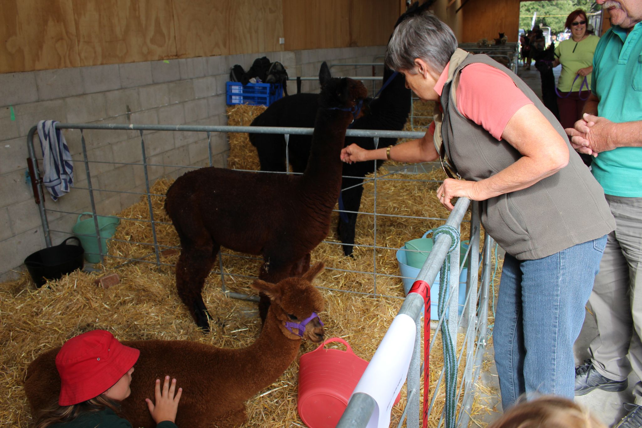 Visitors feeding getting in touch with our alpacas