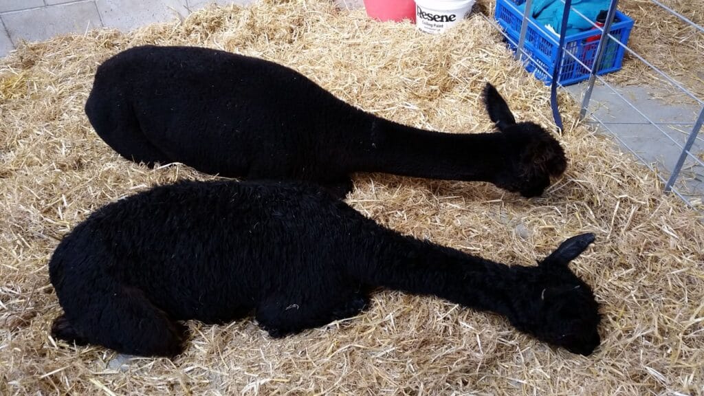 Soda and Ponga were pretty tired after two days