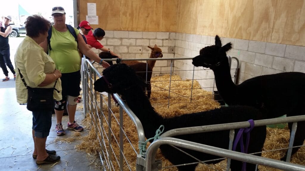 we had two pens in the alpaca barn and the boys and girls were reasonably relaxed