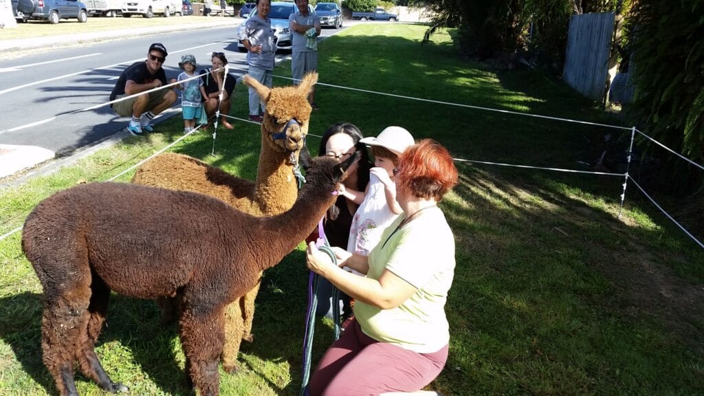 With the Alpacas at the Waimauku Gala