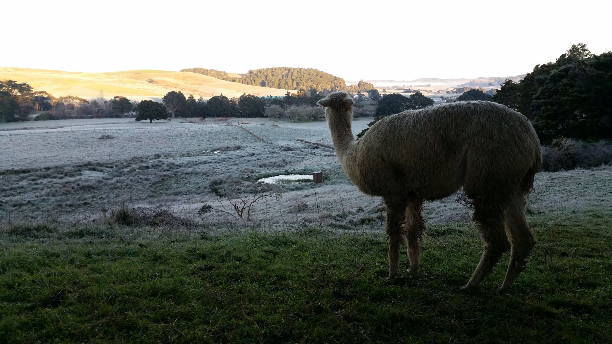 Geena watching over the frosty Kaipara valley
