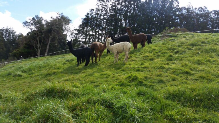 The alpacas on the upper paddock. Lets hope they'll get the grass under control