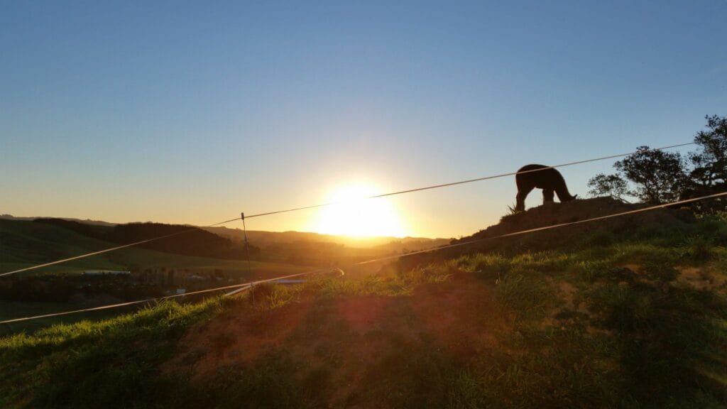 Whiskey on the dirt pile in front of the sunset