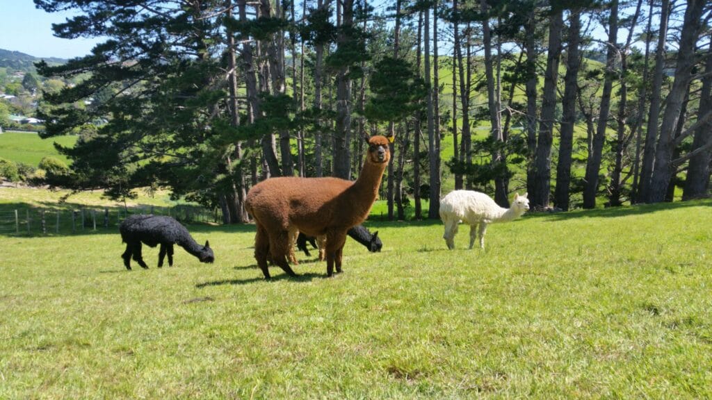 Our alpacas, happy and nosy