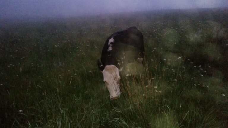Dark brown and white cow in the dark grass with blurry fog in the background