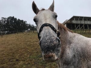 Mr Ed?