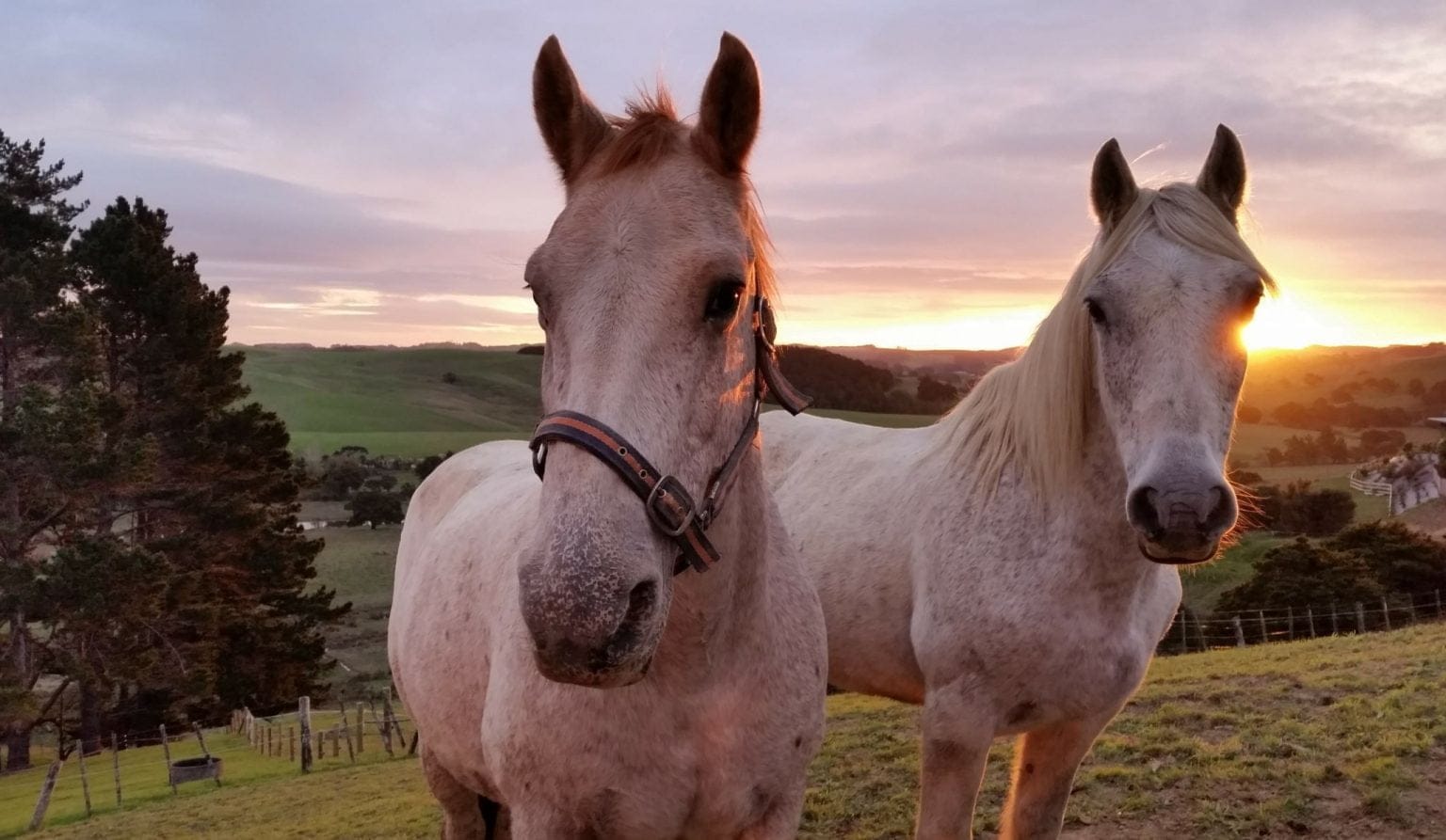 Rusty and Shady nicely asking for food in the evening