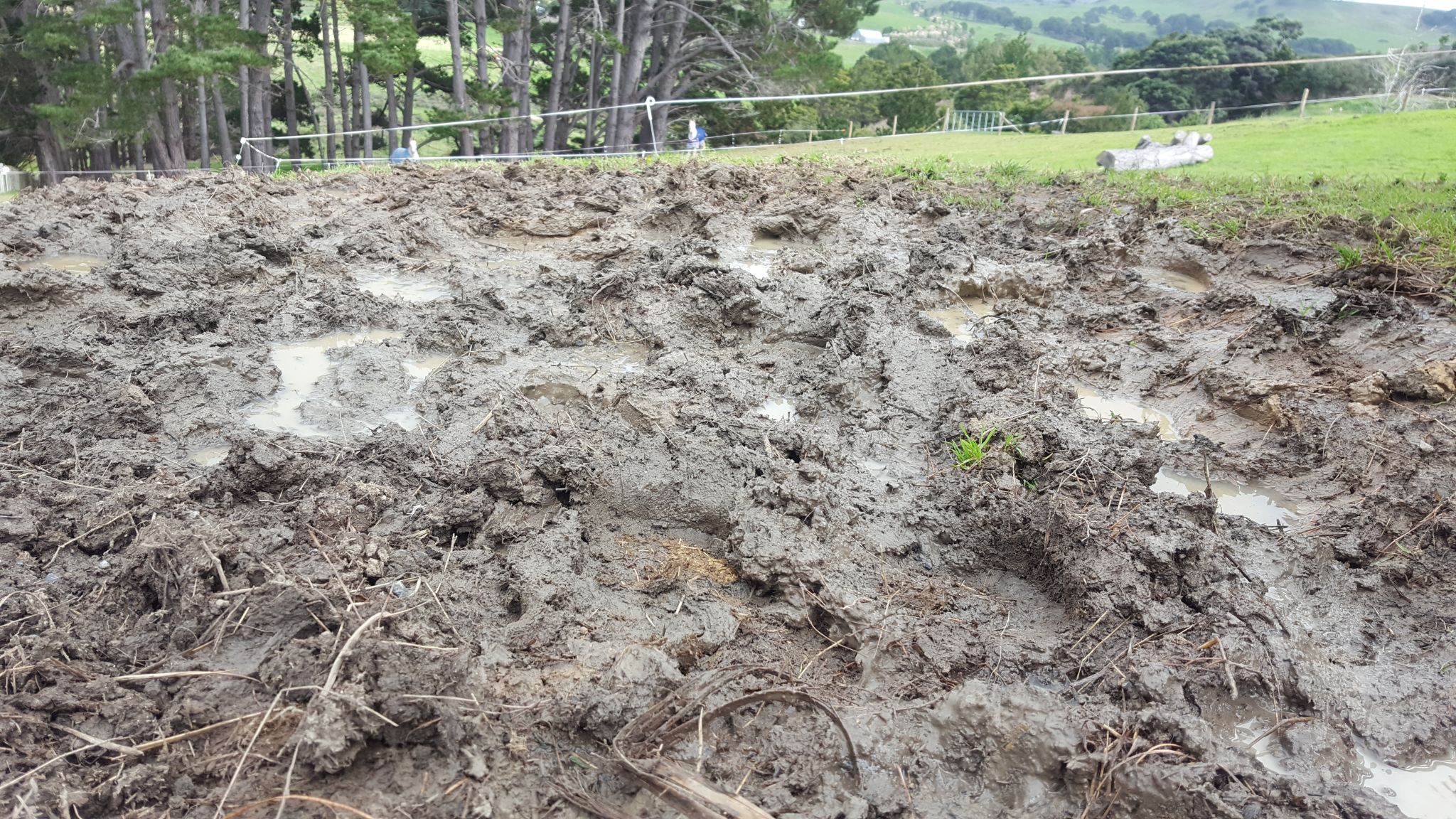 The paddocks are slowly turning muddy