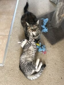 Silver playing with Cheetah - sometimes not sure whether she likes it