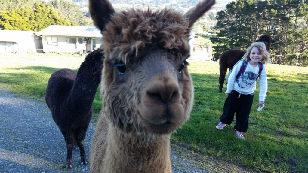 Mocha, Joey and Titok