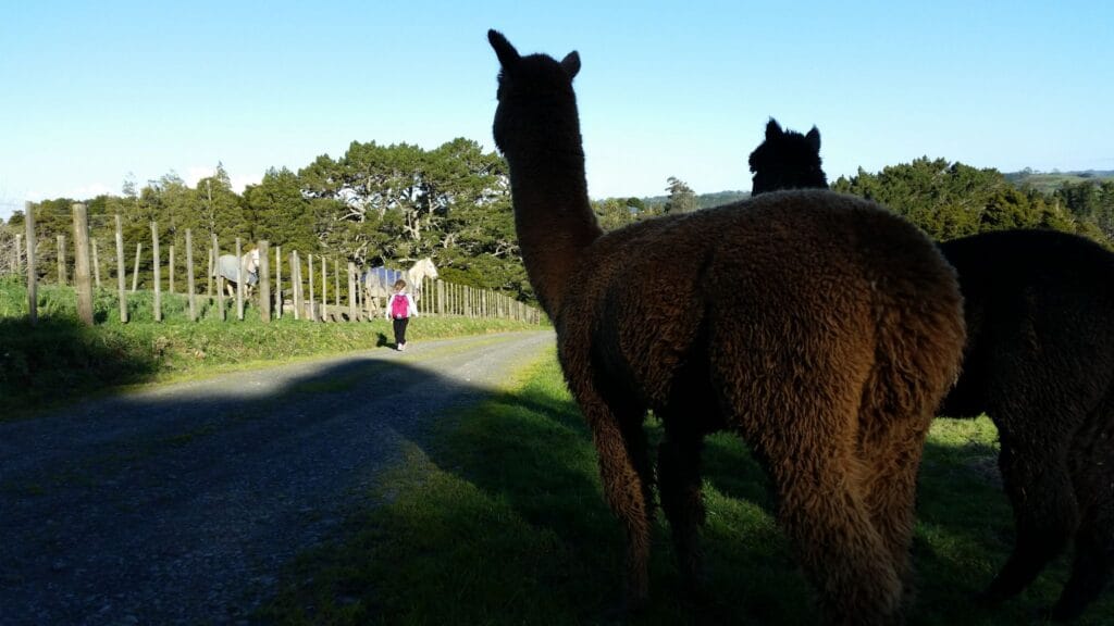 Jolan and the Packas