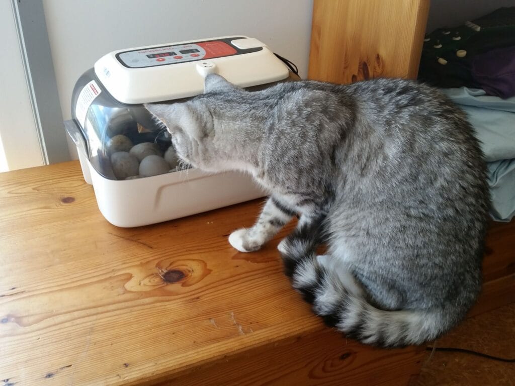 Silver is very interested in the chirping Cayuga