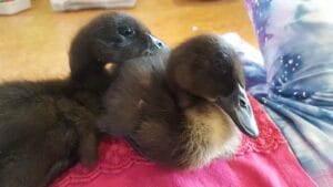 Count Duckula and Jumpy enjoy sitting on Jolan