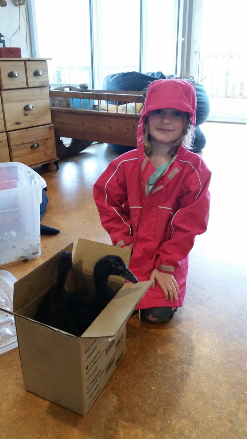 Moving the ducks from their night quartier to the day habitat