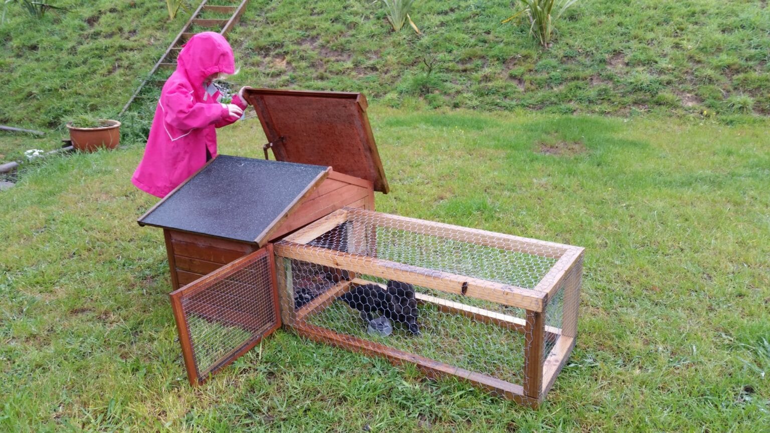 Moving the ducks into the outside ex-chook-now-duck house