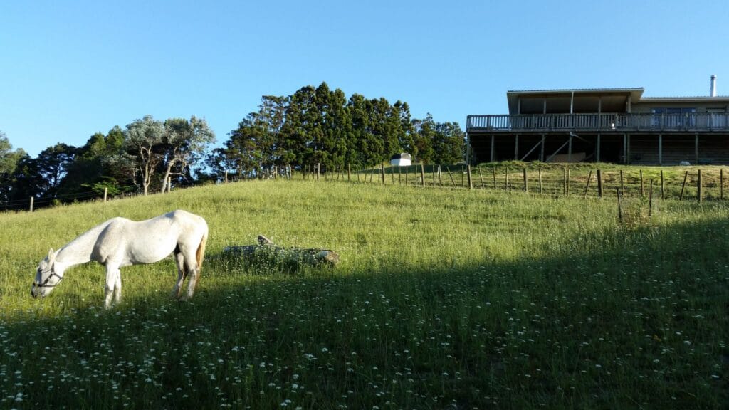 Shady in his new paddock