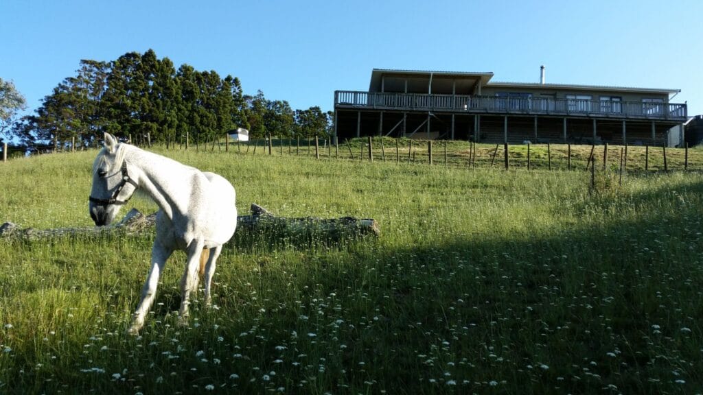 Shady in his new paddock with fresh grass
