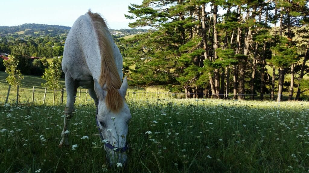 Rusty happily eating