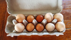Battery and our free range eggs in comparison