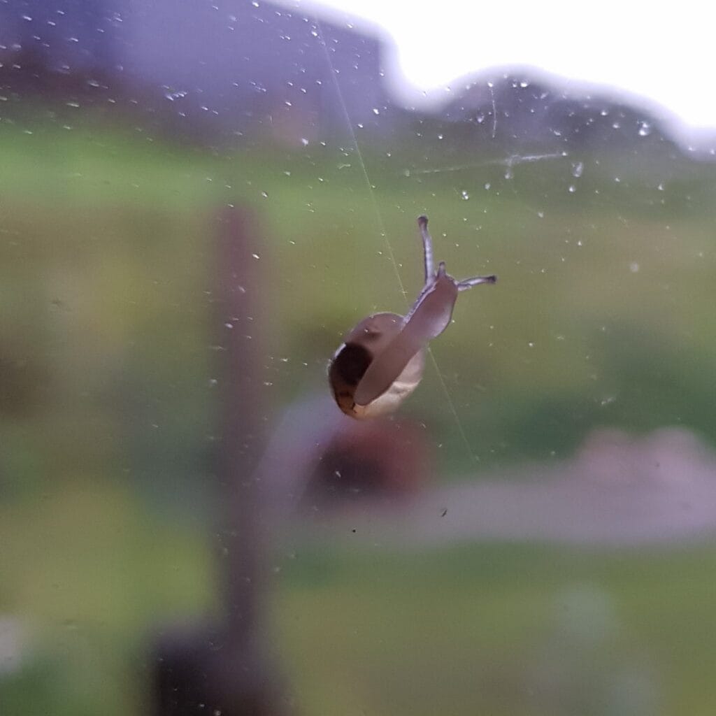 Snail on the window
