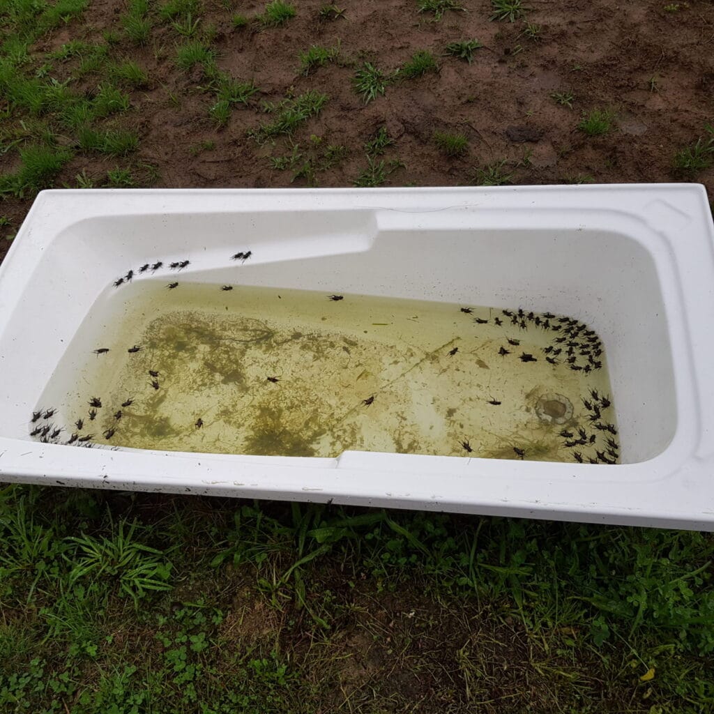 Cricket in the bath tub (feeding trough)