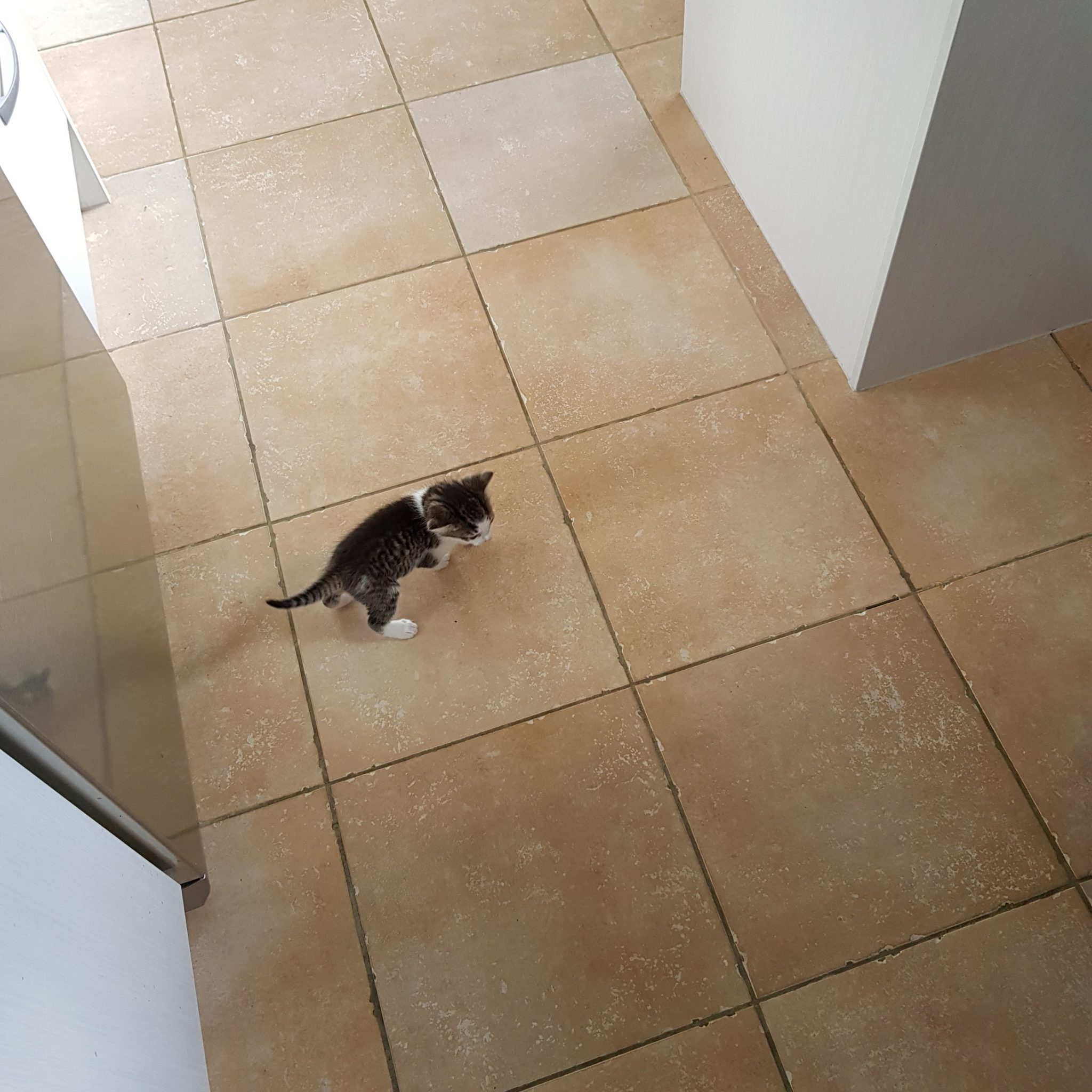 Kittens on the kitchen floor