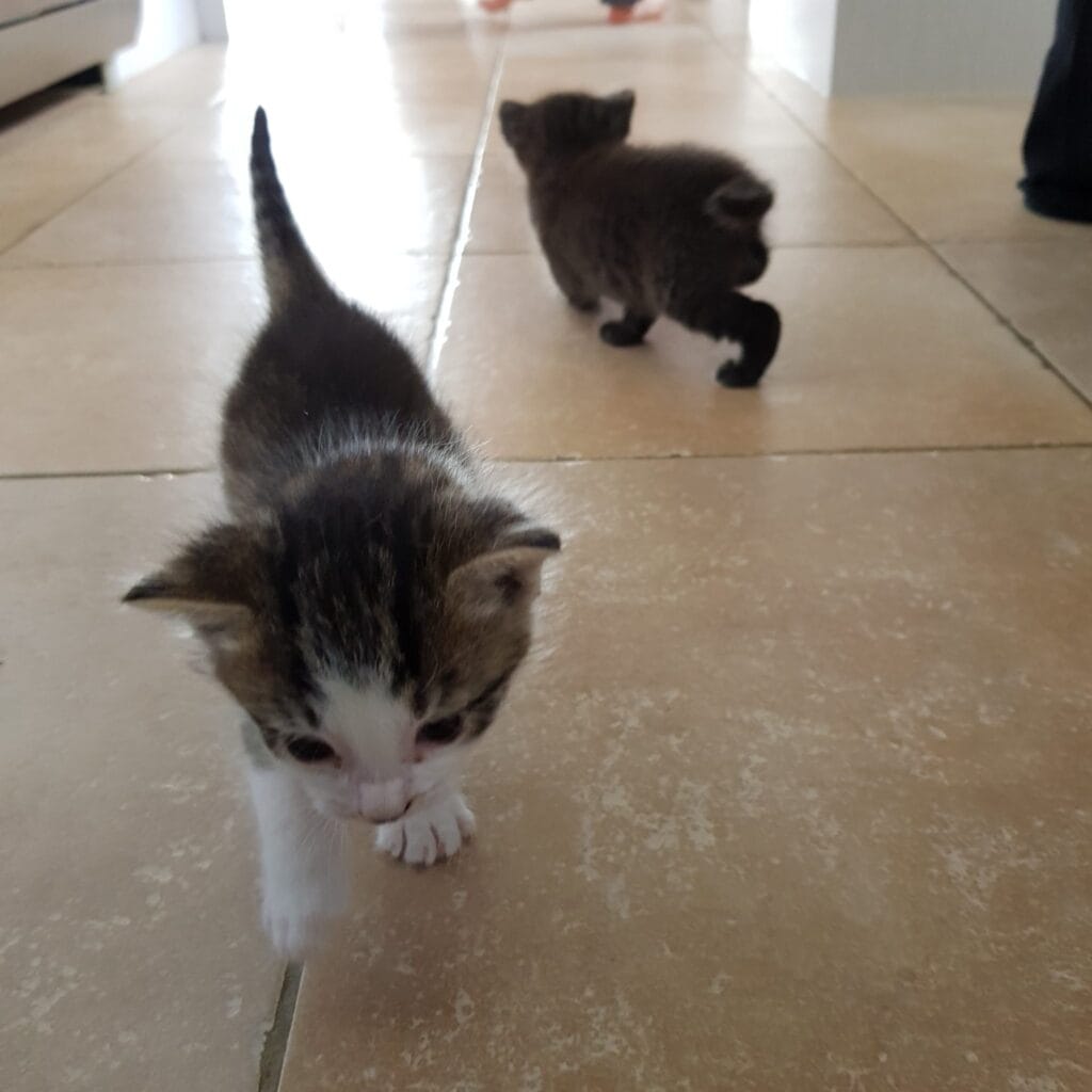 Kittens on the kitchen floor