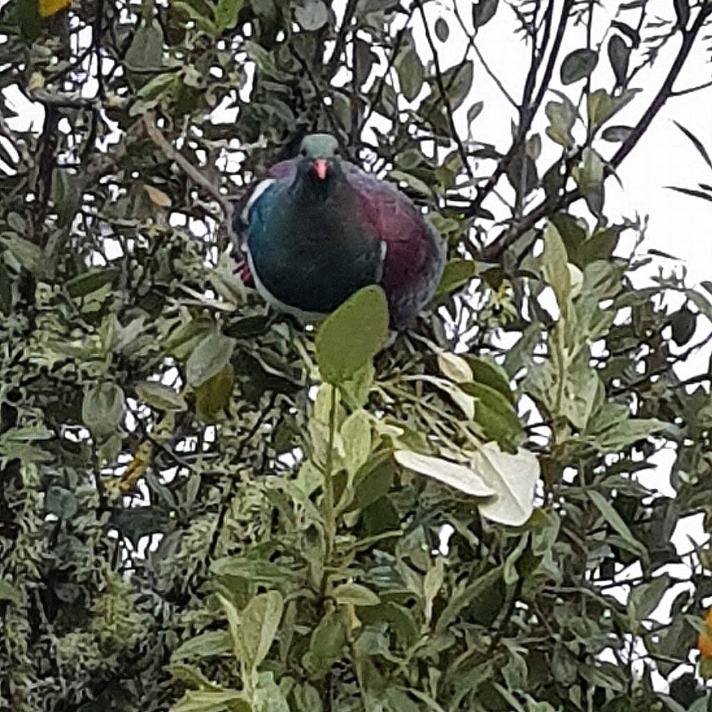 Picture of a New Zealand Woodpigeon