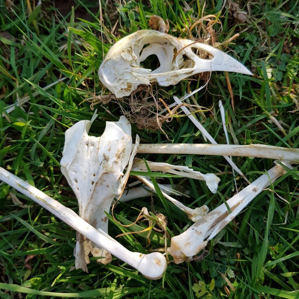Bird skeleton on the ground
