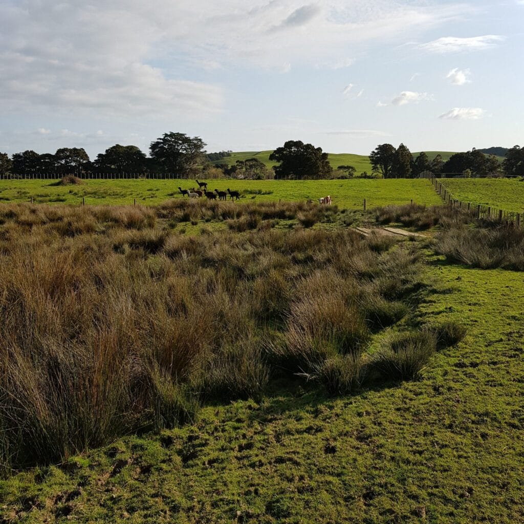 Alpacas in the valley