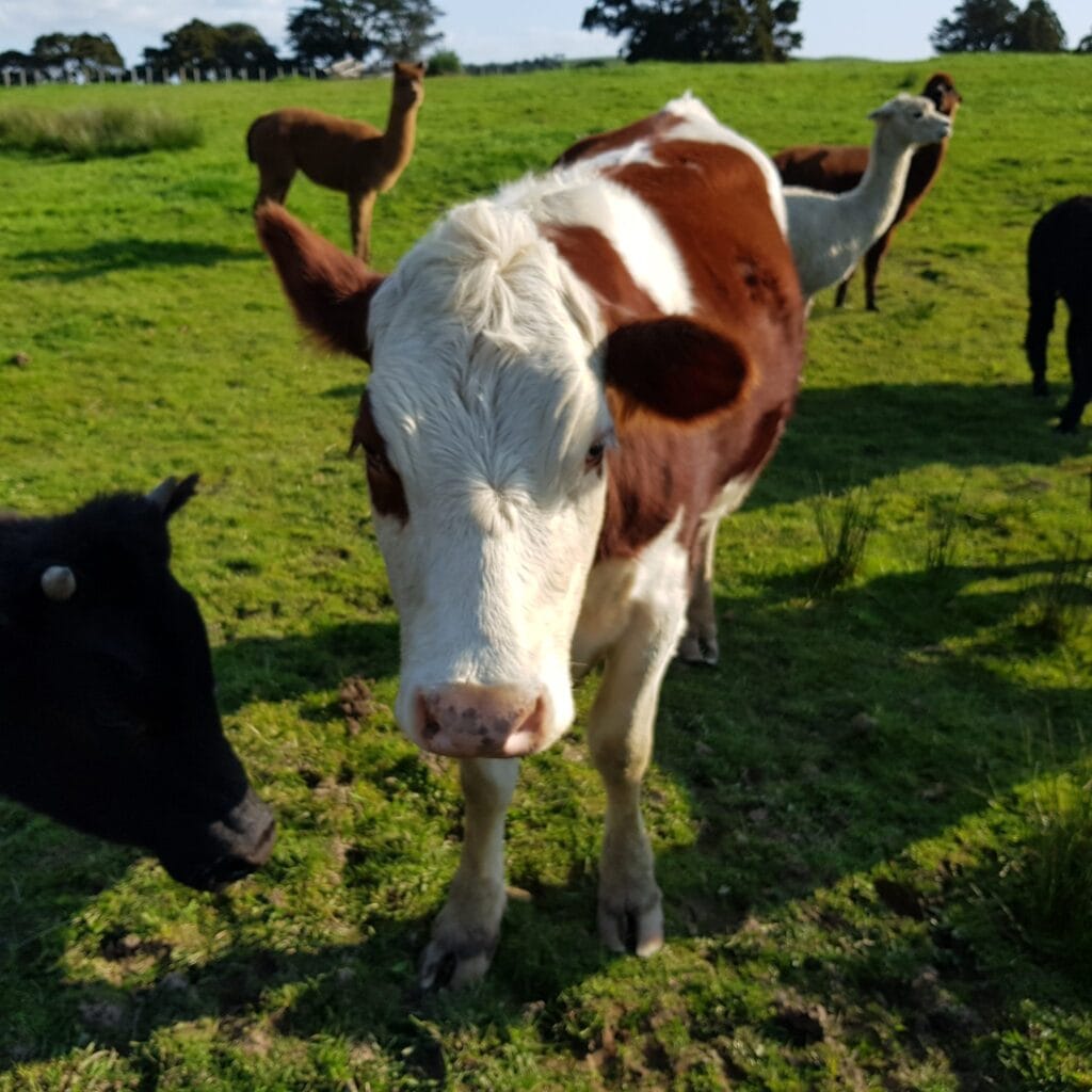 Kau and Abigail, our two cows in the lower paddock