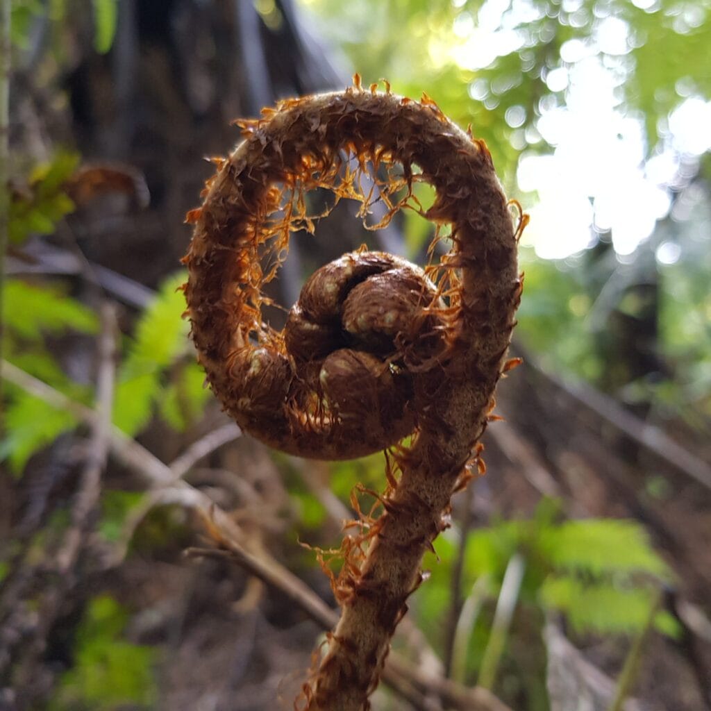 Unrolling spring fern leaf