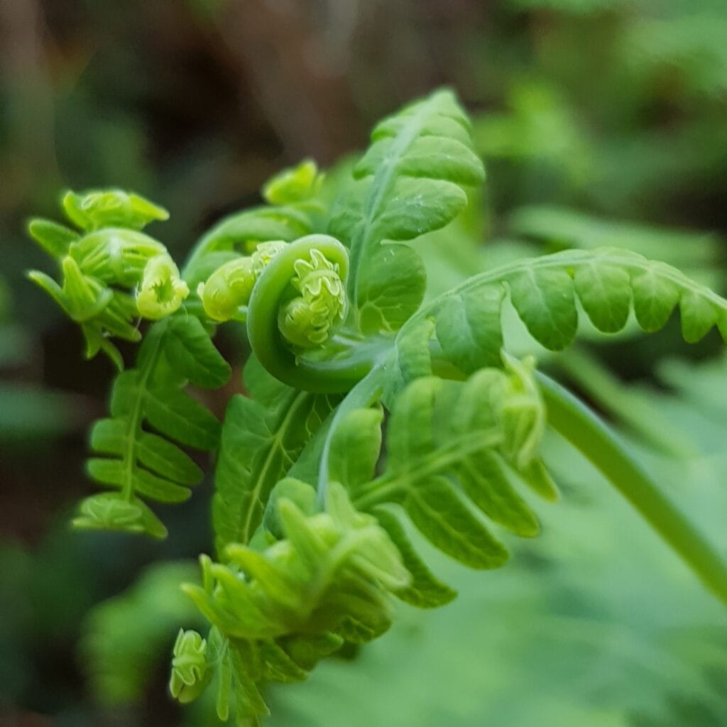 Some plant in the bush