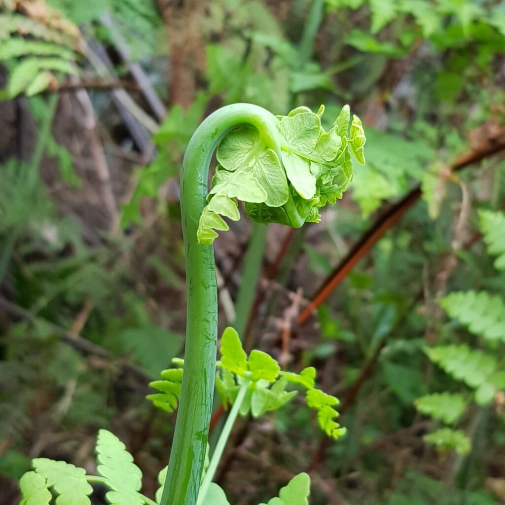 Some plant in the bush