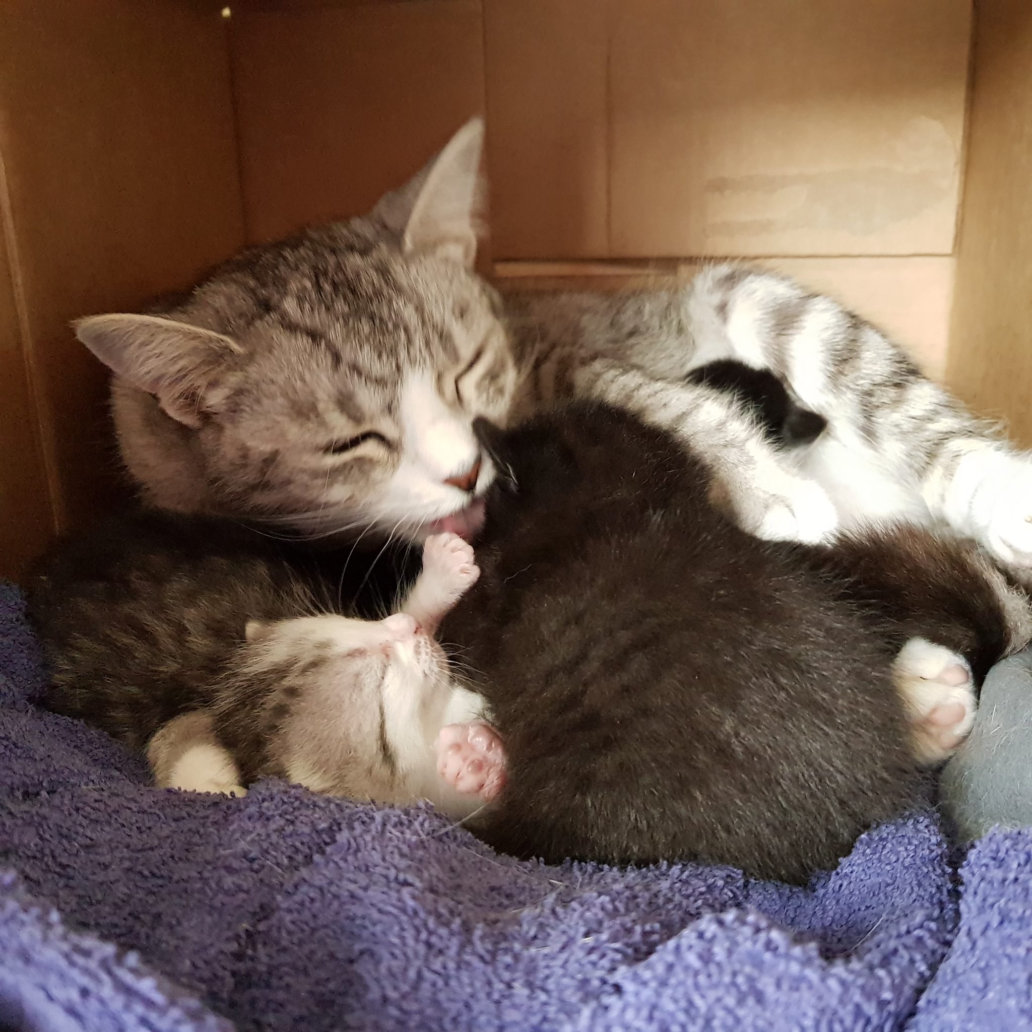Silver with her 4 kitten in a card board box