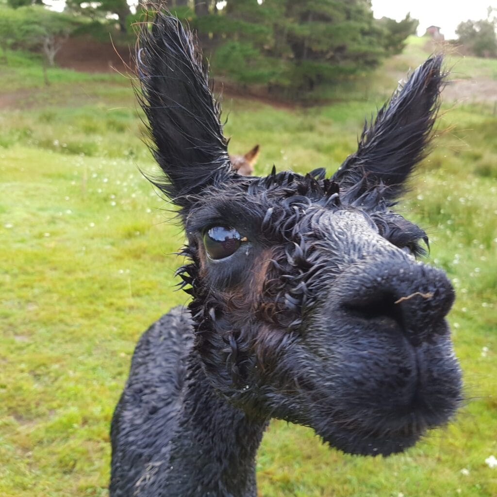 Closeup of a rather wet alpaca with her nose almost touching the camera lens, grass in the blurry background