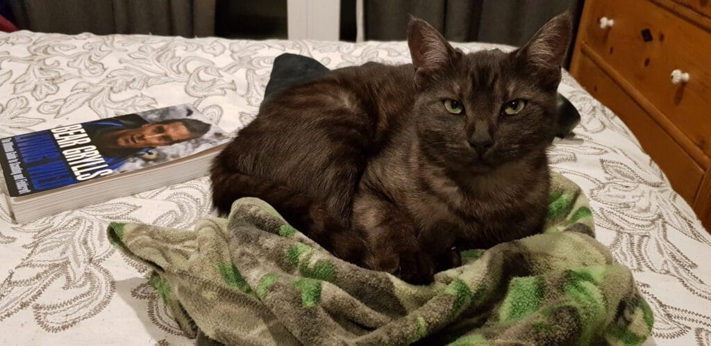 A charcoal coloured cat, Ziggy, daughter of Silver sitting on a jumper on the bed