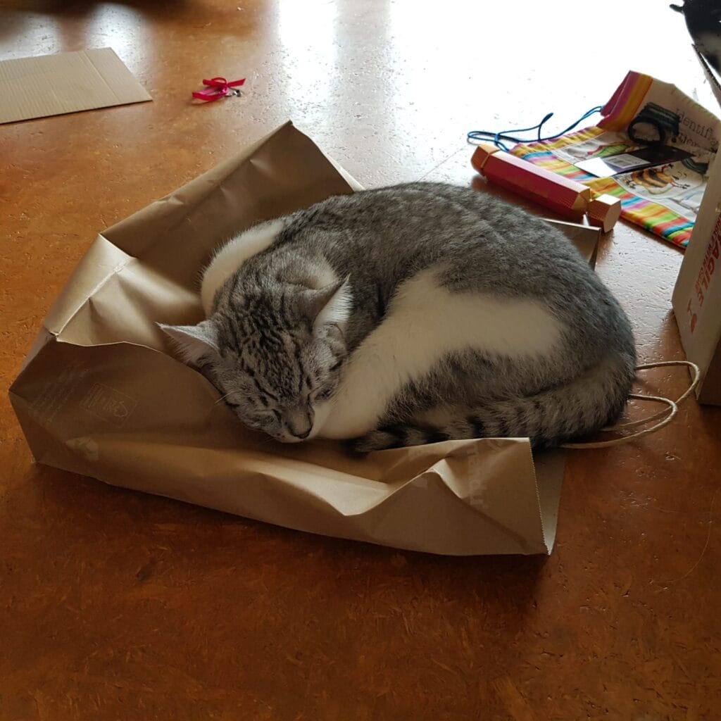 Moonshine sleeping curled up on a paper bag on the floor
