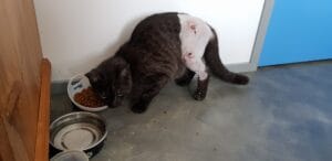 A charcoal coloured cat with her shorn back and the stitches visible