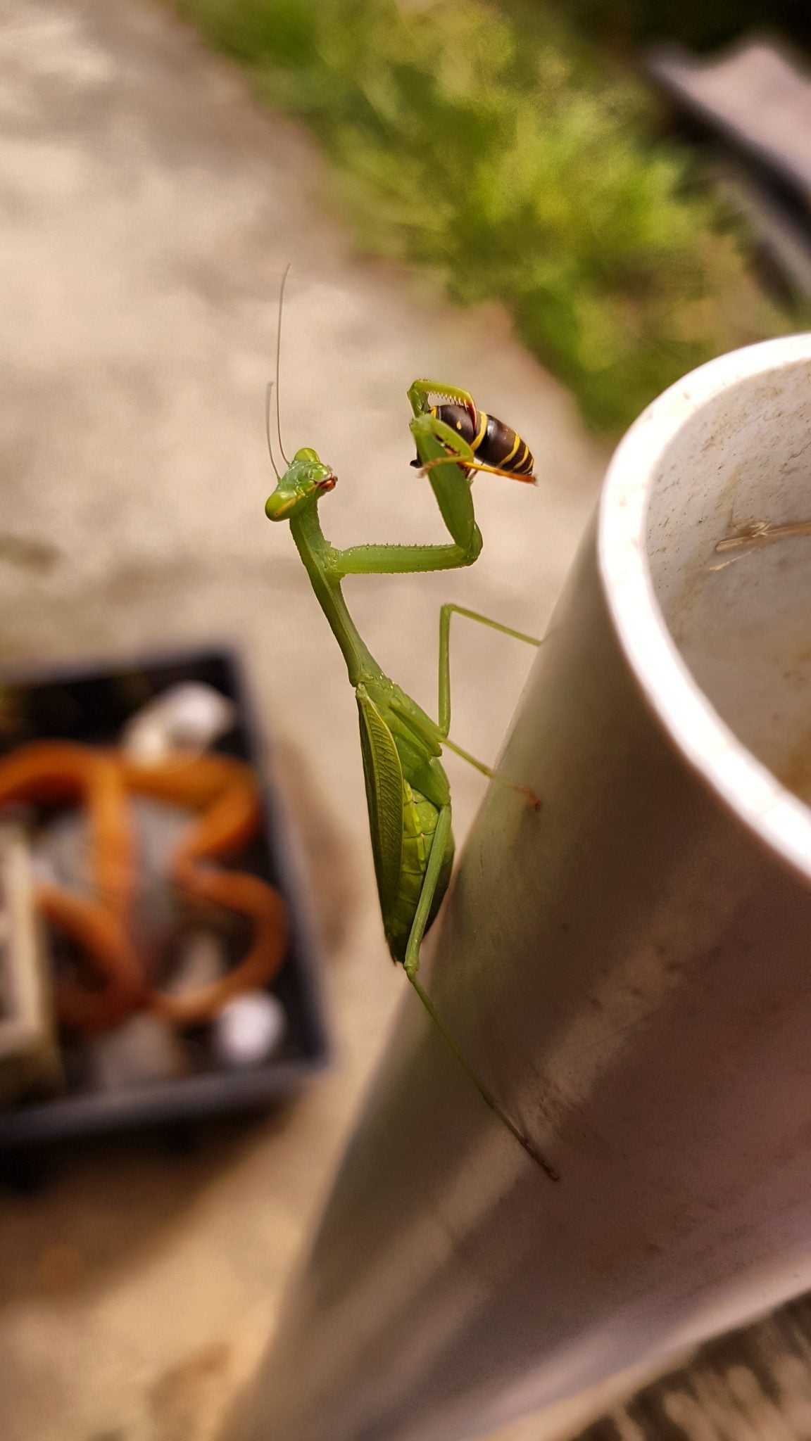Praying Mantis eating a wasp