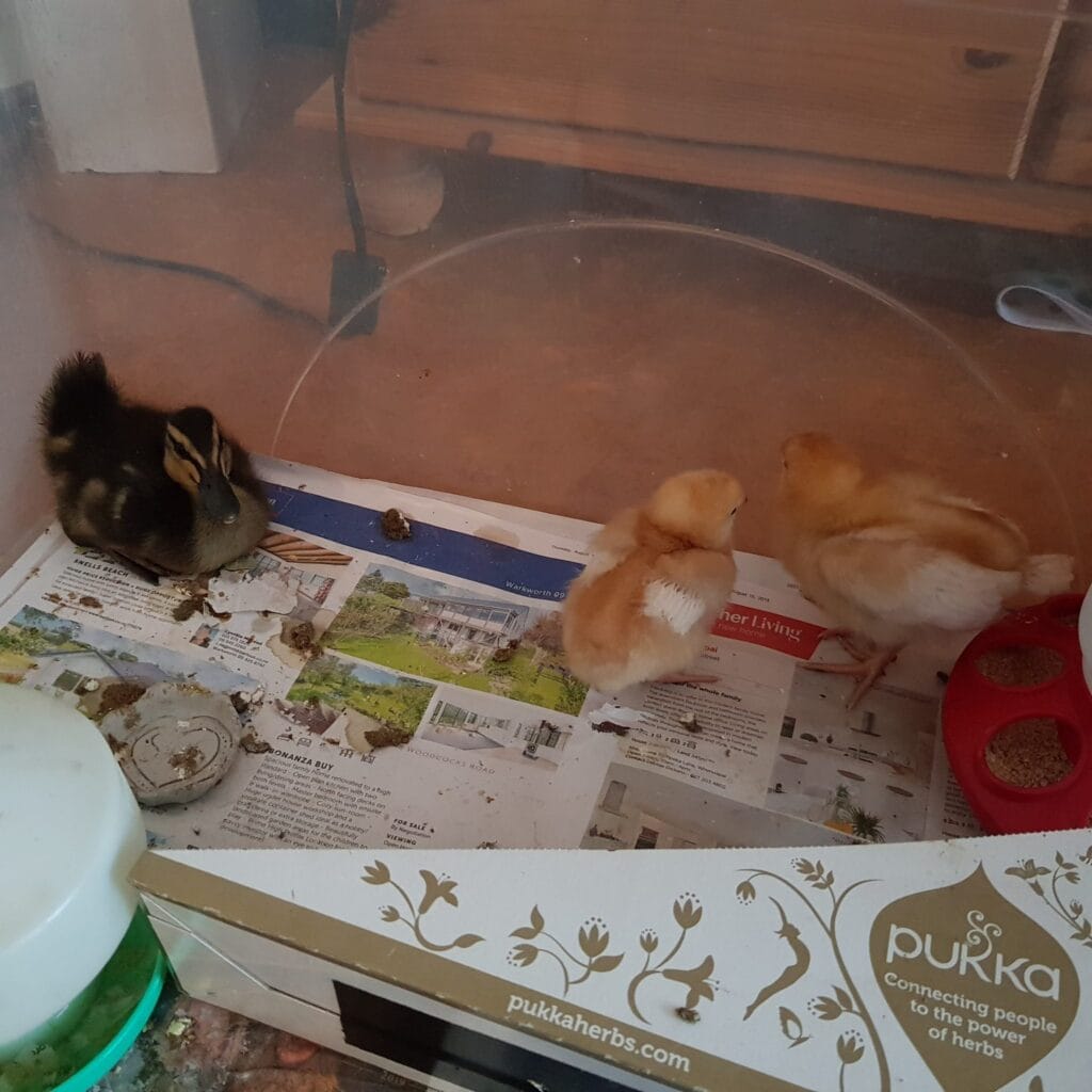 Plastic box with duckling and 2x baby chicks