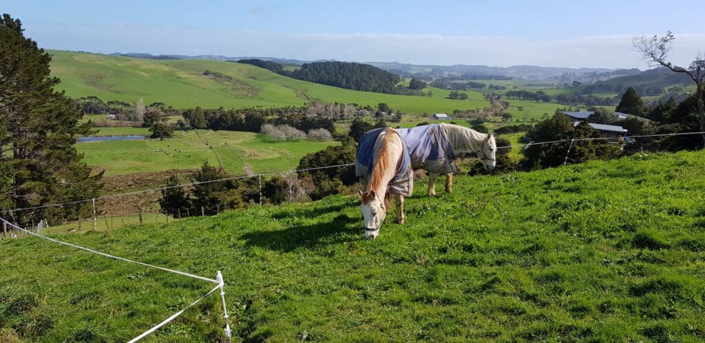 Rusty and Shady, our horses, eating in the paddock