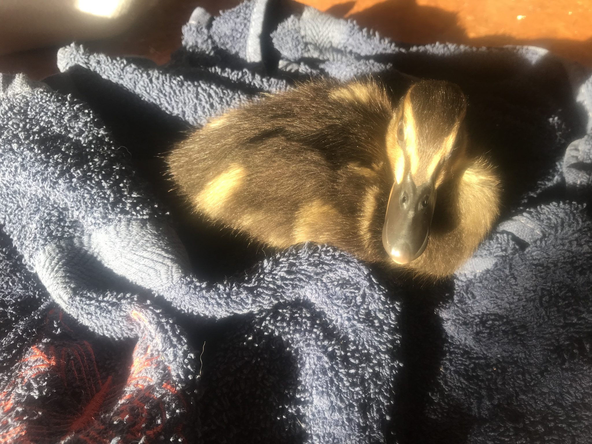 Fluffy duckling wrapped up in a towel