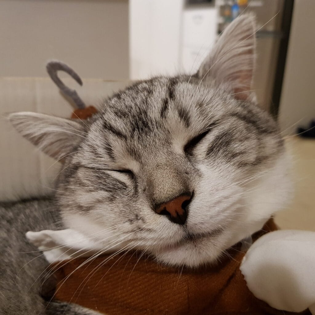 Closeup photo of a white-grey cat face