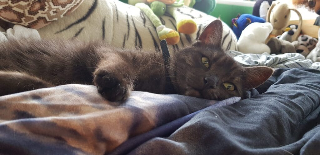 A charcoal coloured cat in a bed with lots of cuddly toys surrounding her