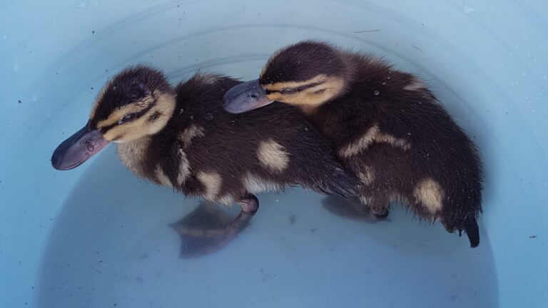 Two little fluffy ducklings in a blue bucket