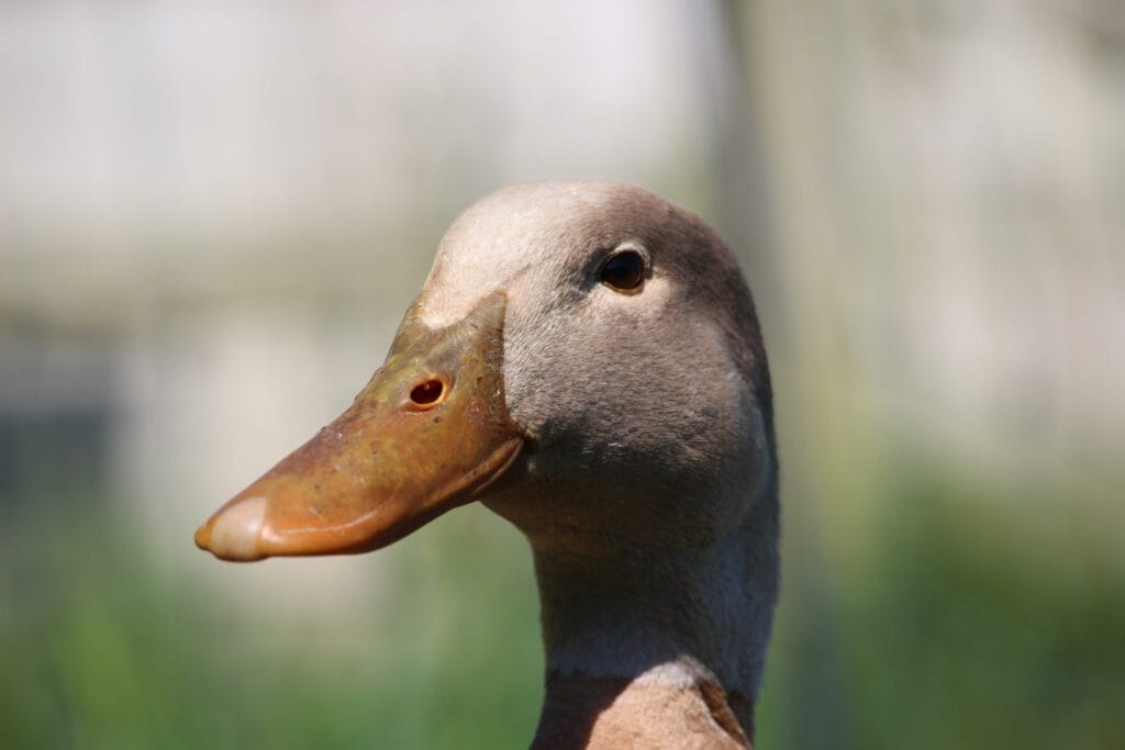 One of our Buff Orpington Ducks