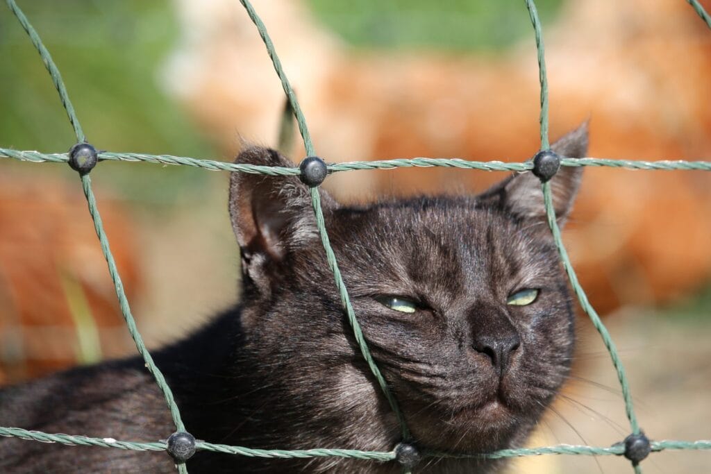 Charcoal cat with her face stuck half into a green mesh fence