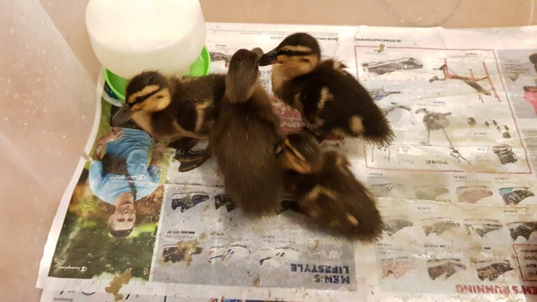 Four ducklings in a plastic box huddled in a corner